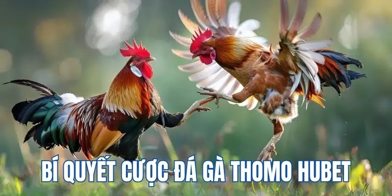 Bí quyết đặt cược chọi kê đảm bảo thắng lớn cùng cao thủ