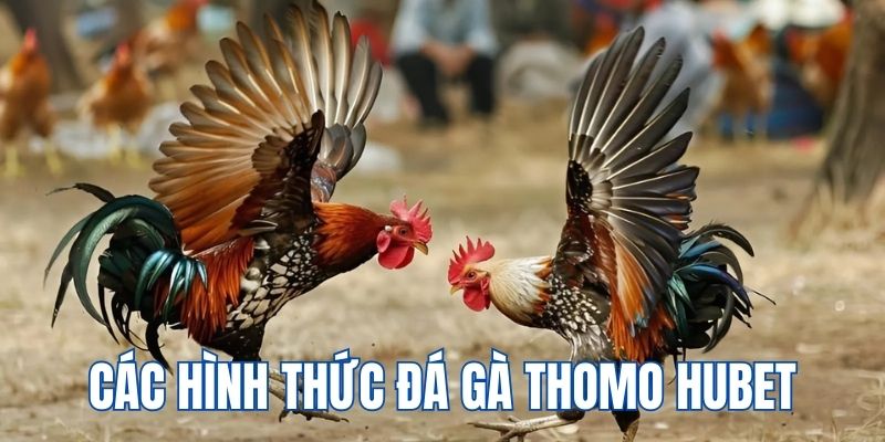 Các hình thức chọi kê đặc sắc, hấp dẫn người chơi