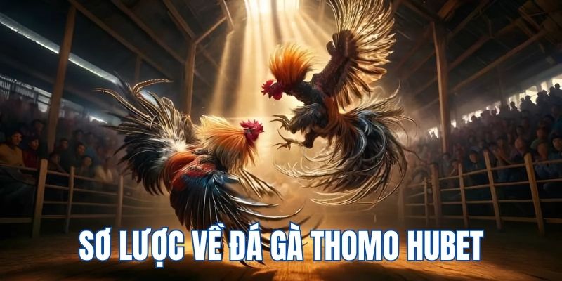 Sơ lược về sân chơi chọi kê Thomo tại HUBET
